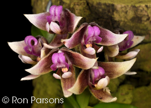 Polystachya johnstonii