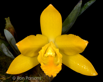 Prosthechea citrina