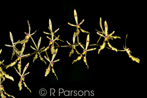 Renanthera citrina