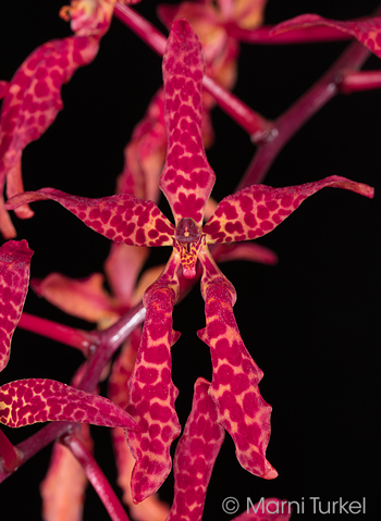 Renanthera bella 'Stony Point'