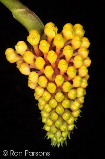 Robiquetia cerina yellow