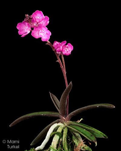 Sarcochilus ceciliae