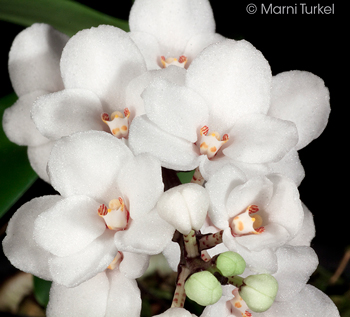 Sarcochilus hartmannii