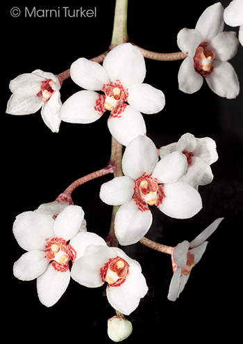 Sarcochilus hartmannii