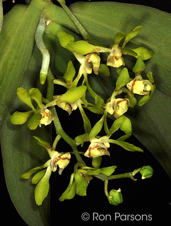 Sarcochilus olivaceus