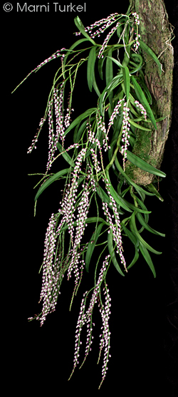 Schoenorchis gemmata