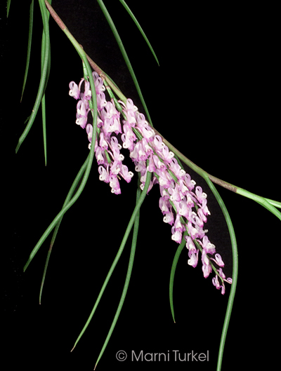 Pollen parent: Schoenorchis juncifolia '6756'