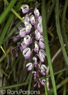 Schoenorchis juncifolia 'Petaluma'