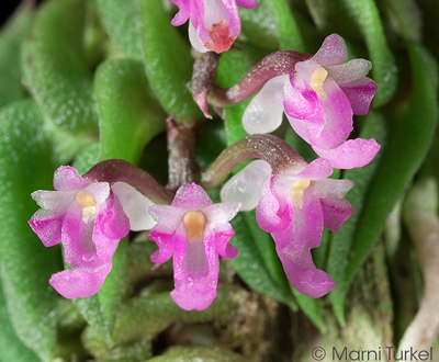 Schoenorchis scolopendria