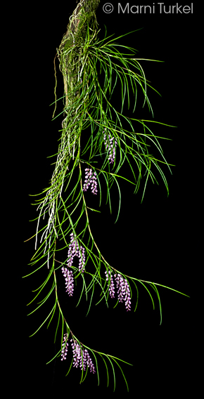 Schoenorchis juncifolia