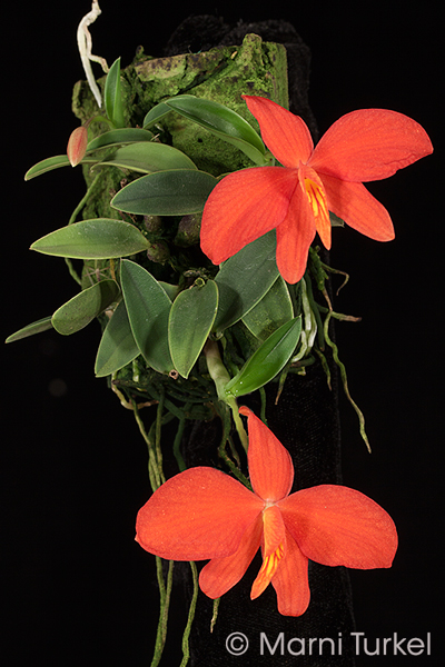 Cattleya (Sophronitis) mantiqueirae