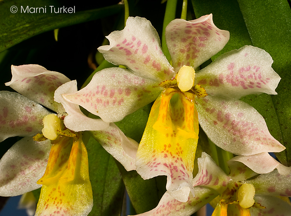 Trichocentrum pulchrum