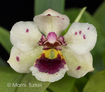 Trichocentrum longicalcaratum