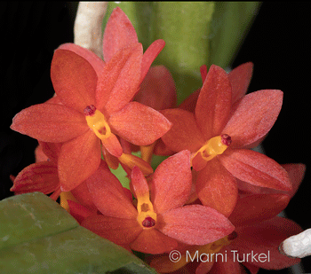 Vanda ampullacea red 7284