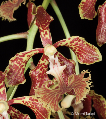 Vanda roeblingiana