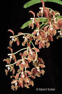 Vanda roeblingiana