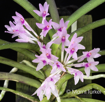 Vanda nana