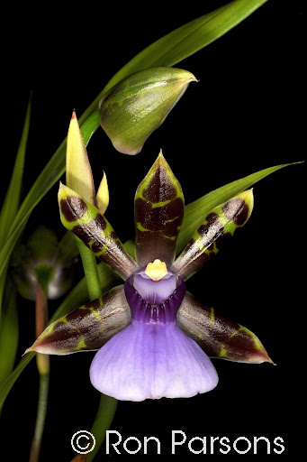 Zygopetalum maxillare