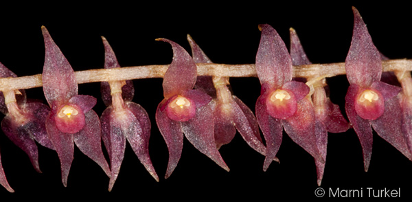 Lepanthopsis vinacea